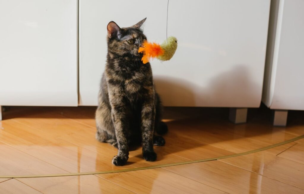A tortoiseshell cat sitting indoors while holding a toy in its mouth, showing hunting and gift-bringing behavior – Why Does My Cat Bring Me Gifts?