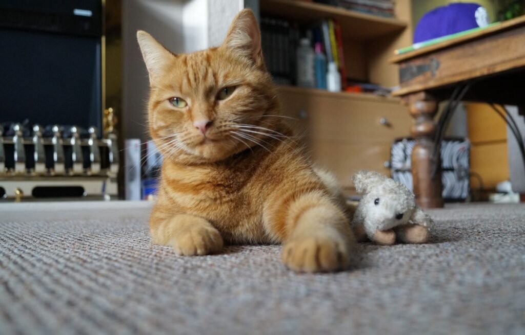 An orange tabby cat lying indoors next to a small toy, showing symbolic gift-bringing behavior toward its owner – Why Does My Cat Bring Me Gifts?