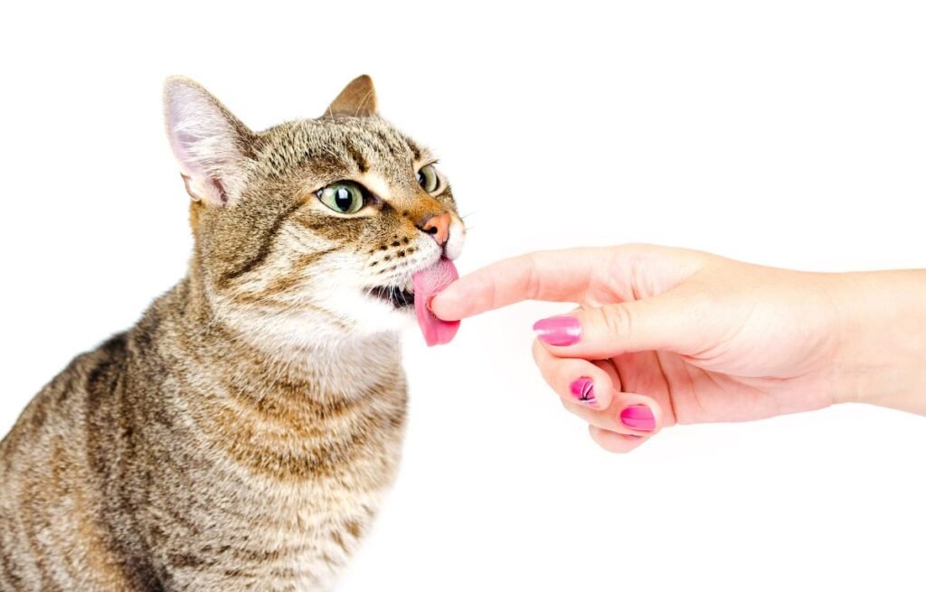 A cat licking a person's finger, showing grooming behavior and affection – why does my cat lick me