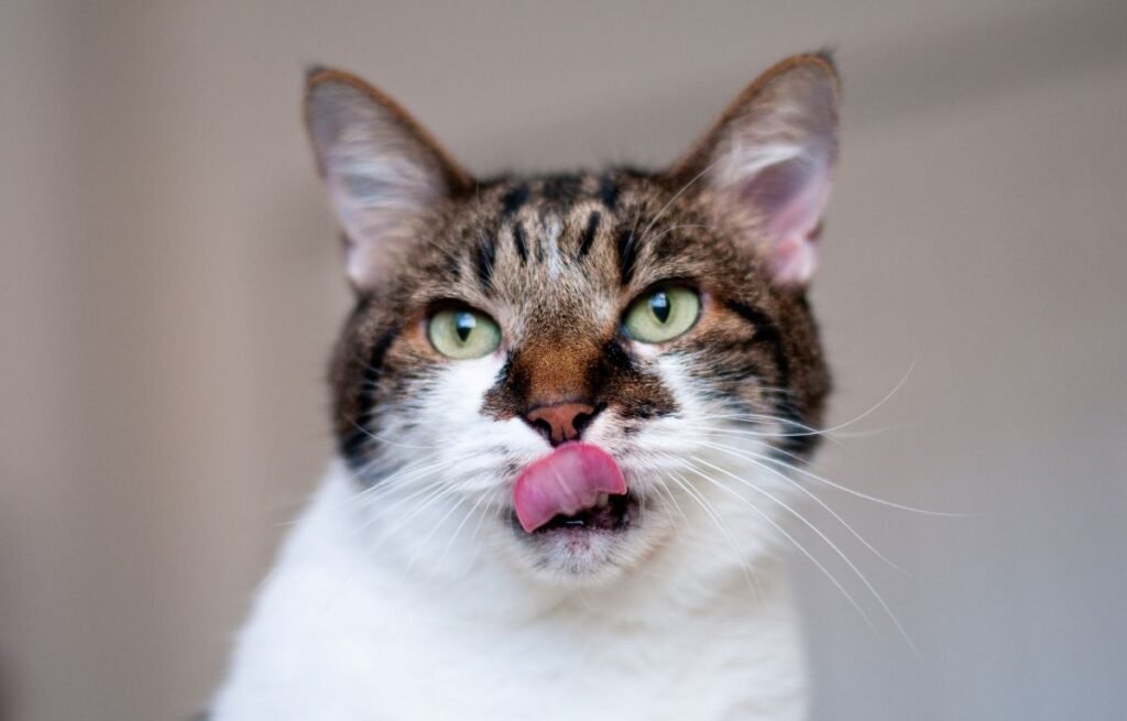 A close-up photo of a cat licking its lips, showing natural grooming behavior – why does my cat lick me