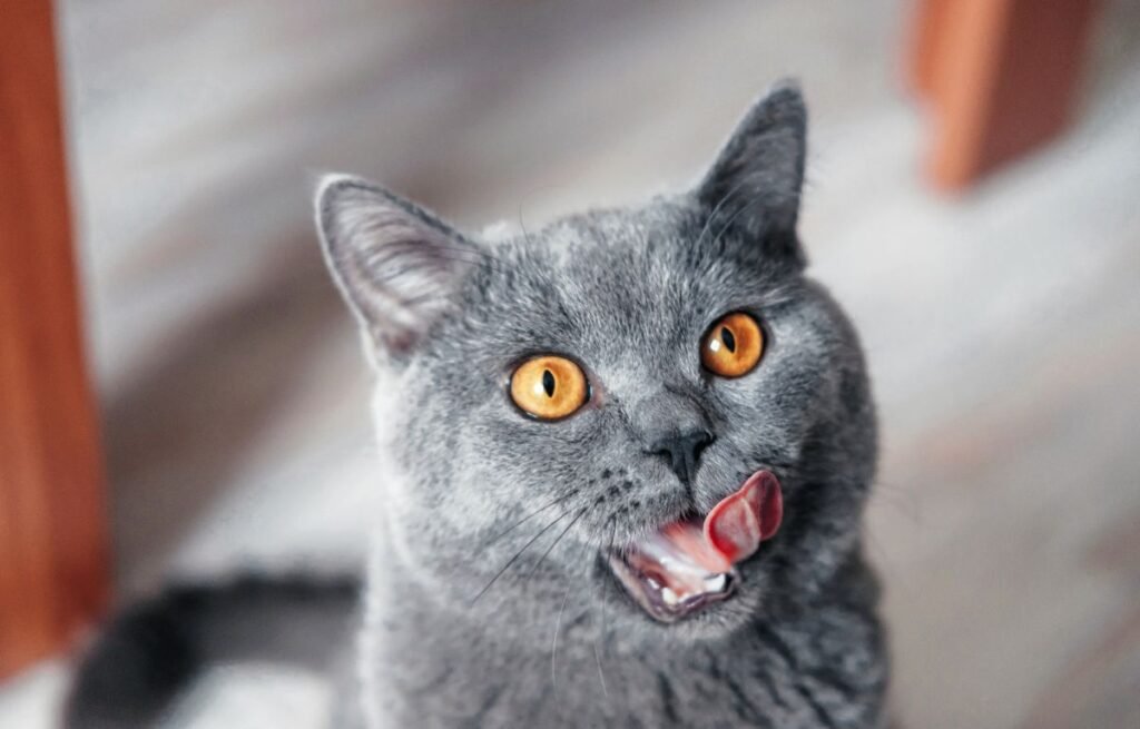 A grey cat with bright orange eyes licking its lips in a playful grooming moment – why does my cat lick me