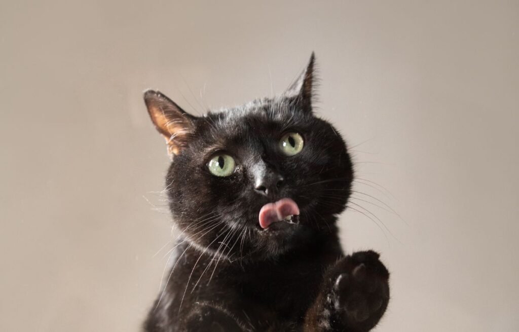 A black cat with green eyes licking its lips while reaching forward with a paw – why does my cat lick me