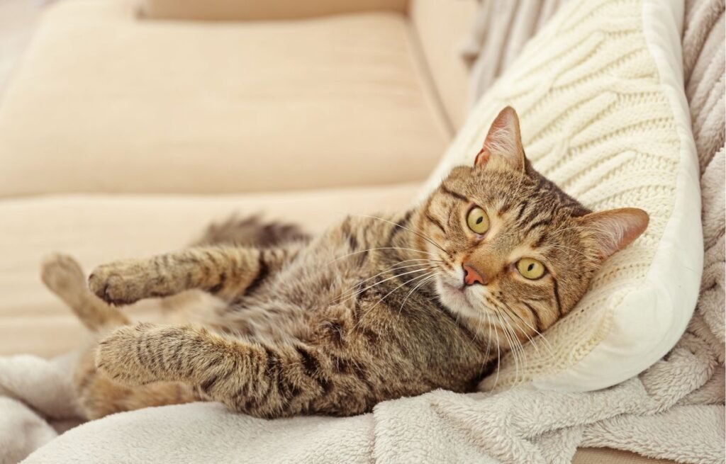 Why Does My Cat Prefer to Sleep on My Pillow - Tabby cat resting on a pillow and looking at the camera