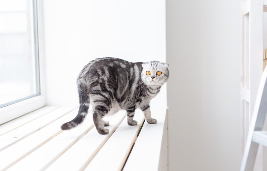 Gray Scottish Fold cat standing on a bright windowsill and looking alert — Why Does My Cat Wait Outside the Bathroom?