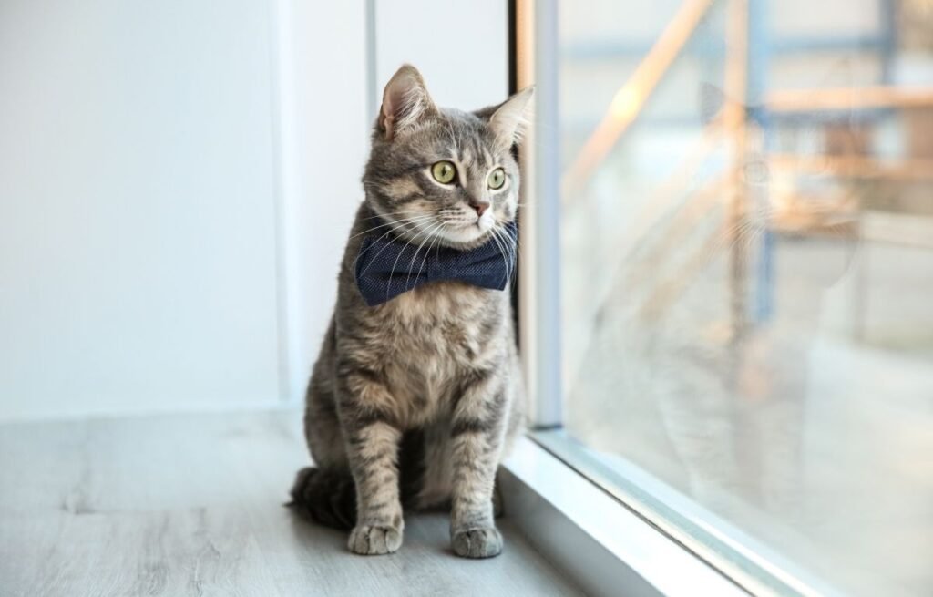 Tabby cat wearing a navy bow tie sitting by a bright window and watching outside — Why Does My Cat Wait Outside the Bathroom?