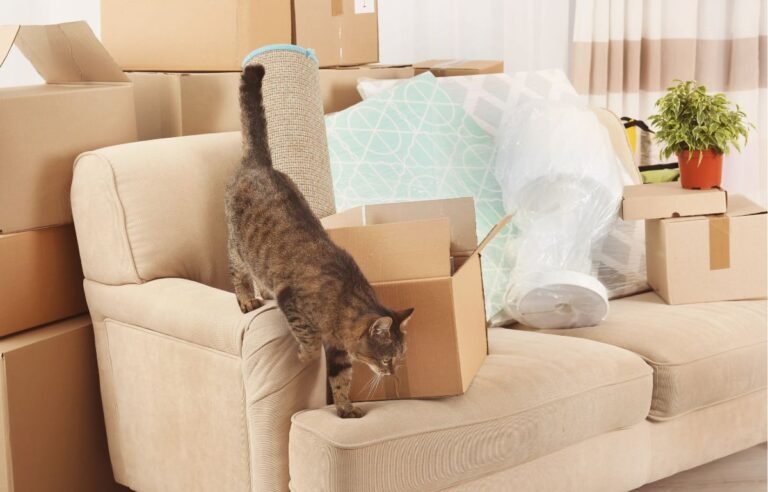 Why my cat’s behavior changed after we moved homes as a cat carefully explores a new living room surrounded by moving boxes