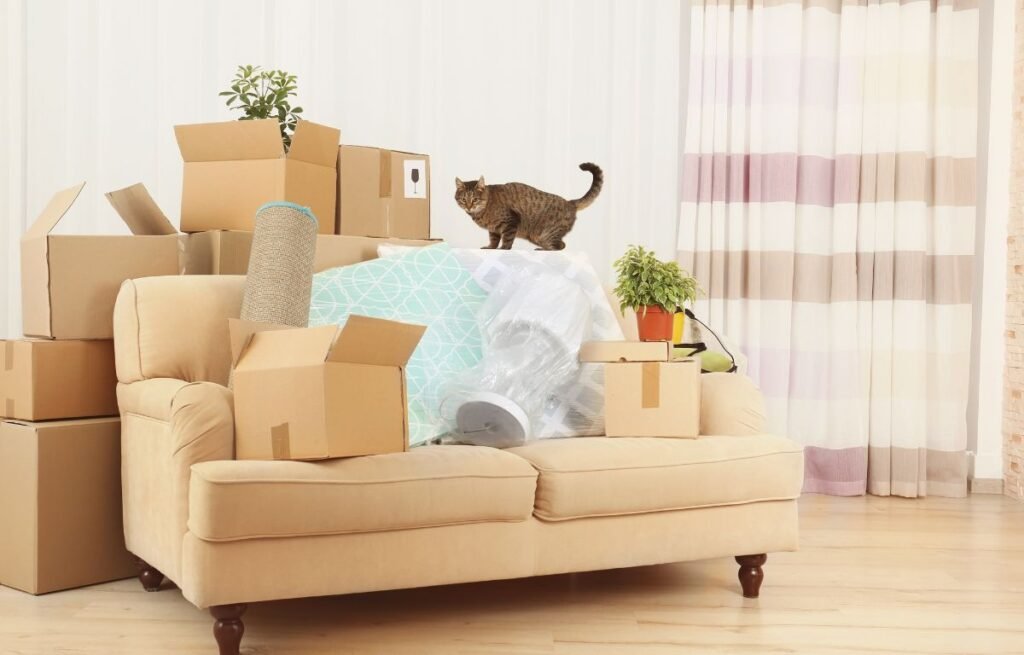 Why my cat’s behavior changed after we moved homes as a cat cautiously navigates moving boxes and unfamiliar furniture in a new living space