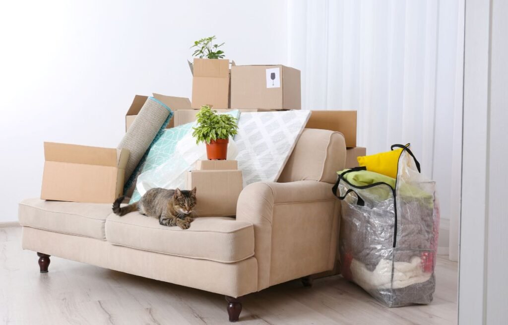Why my cat’s behavior changed after we moved homes as a cautious cat rests on a sofa surrounded by packed boxes in an unfamiliar living space