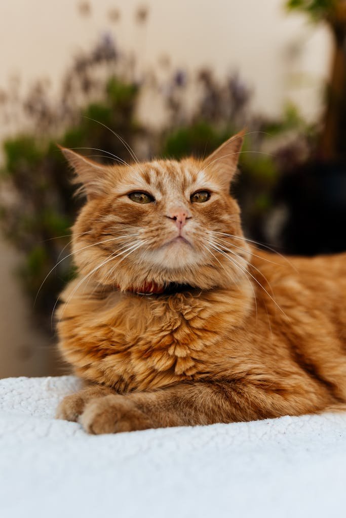 A majestic ginger cat resting outdoors, exuding calm and elegance on a bright day.