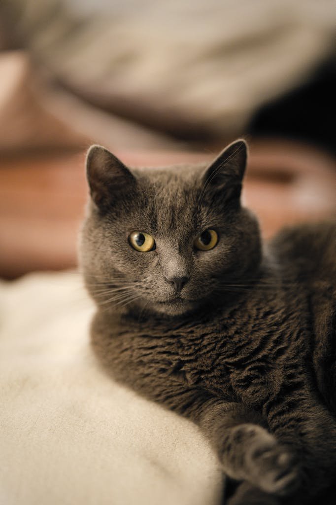 A serene gray cat lounging indoors, showcasing its distinctive yellow eyes and soft fur.
