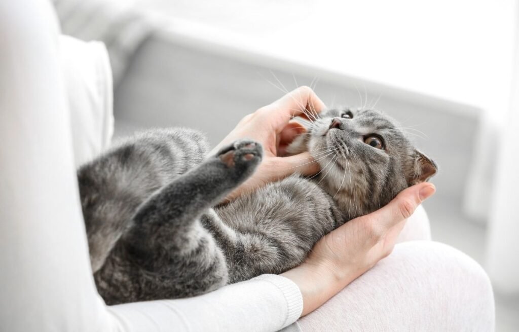Relaxed gray cat lying in owner’s hands during a calm indoor moment, reflecting trust and emotional awareness – Can My Cat Sense Stress