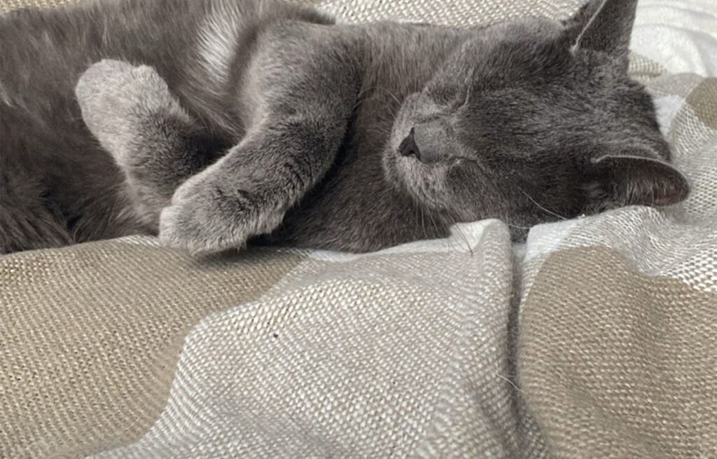 Cats suddenly change where they sleep as a gray cat rests peacefully on a soft couch, choosing a quiet and comfortable spot indoors – 5 Reasons Cats Suddenly Change Where They Sleep