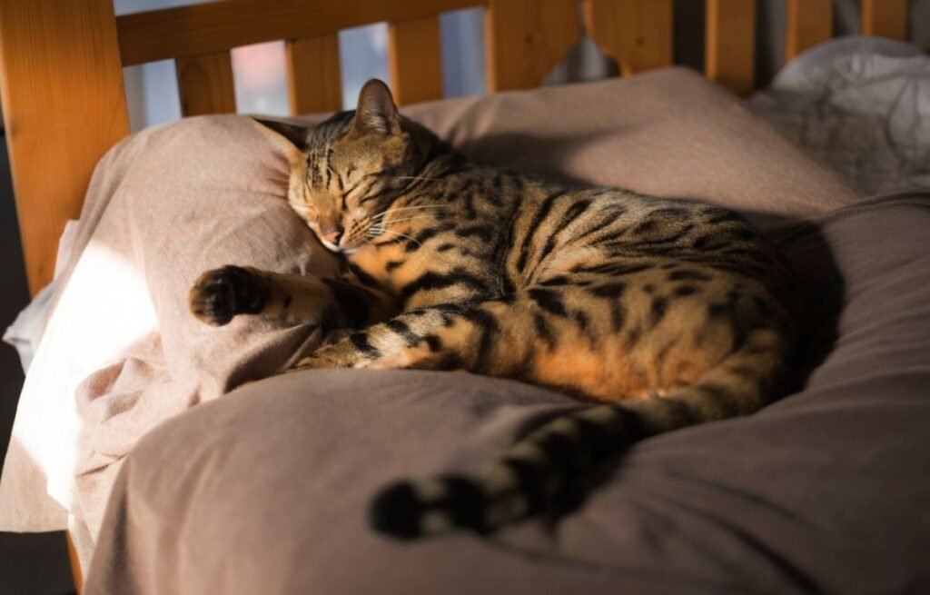 Cats suddenly change where they sleep as a spotted cat rests comfortably on a bed in soft sunlight, choosing warmth and familiarity indoors – 5 Reasons Cats Suddenly Change Where They Sleep