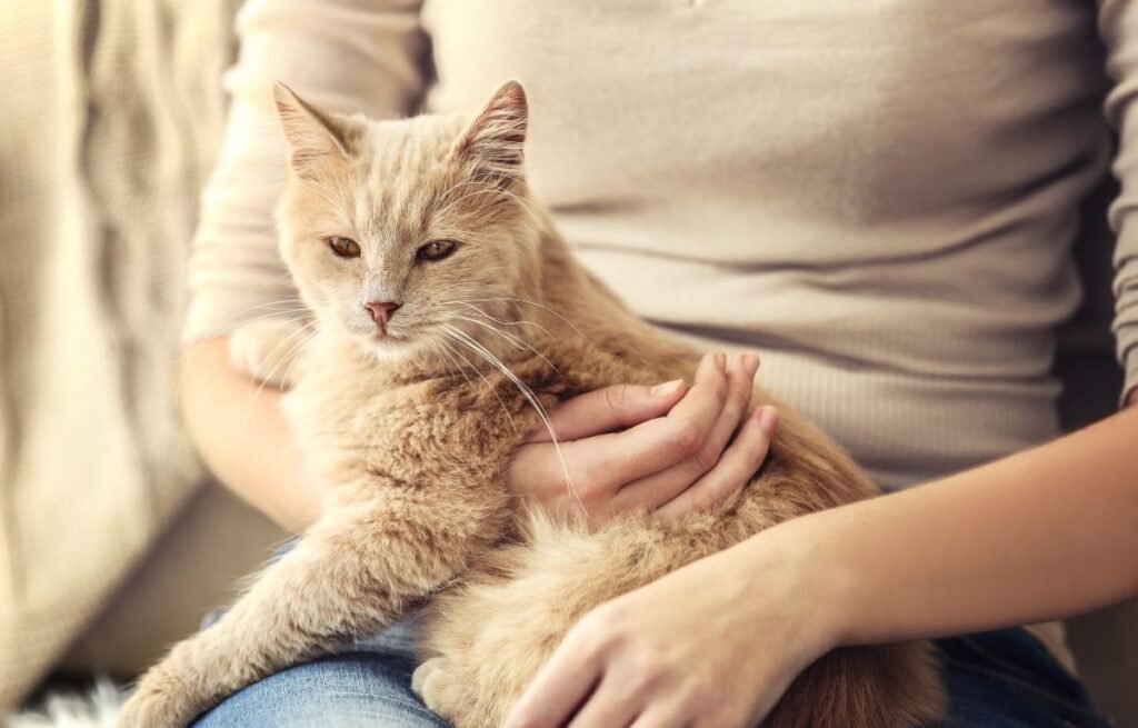 A relaxed ginger cat resting in its owner’s arms, showing calm and affectionate body language – Why Does My Cat Sit Facing Away From Me? This Is Actually a Good Sign