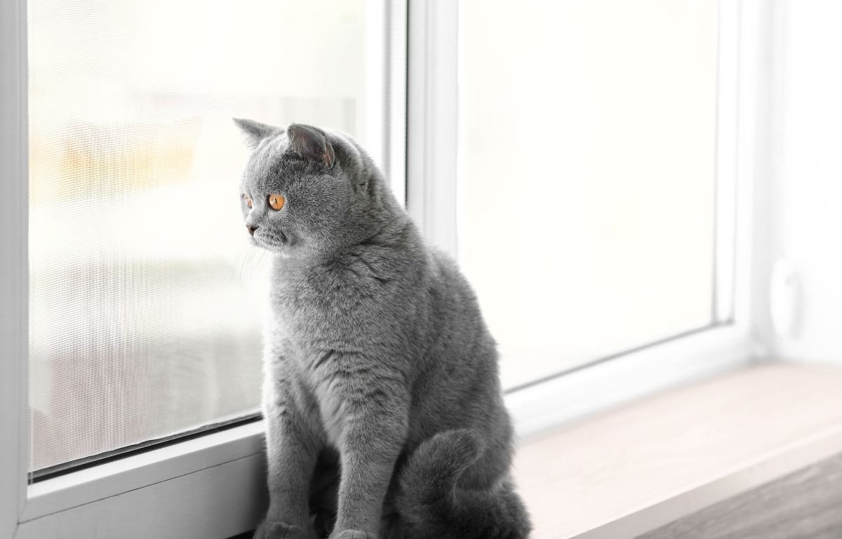 Gray cat sitting by the window and looking away, showing distant behavior and emotional withdrawal – Why Does My Cat Suddenly Ignore Me
