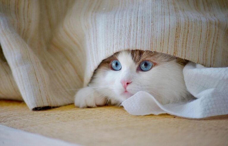 Cat hiding under fabric after a vet visit, showing stress and distant behavior at home - Why My Cat Acts Distant After a Vet Visit