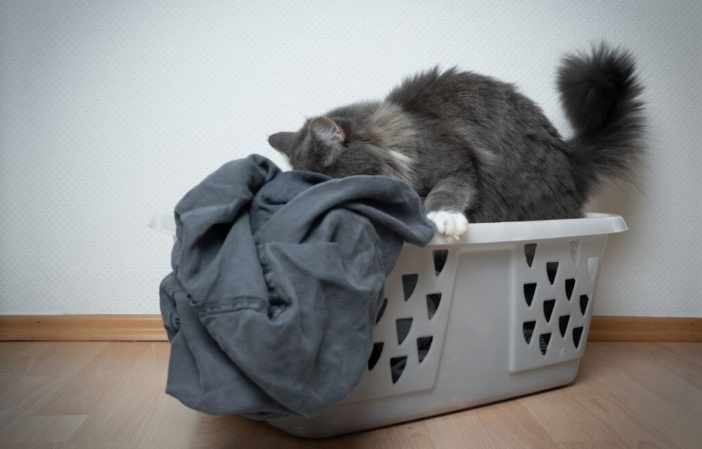 Cat lying in a laundry basket and burying its face in clothes after owner returns home, showing scent-seeking and emotional adjustment behavior – Why My Cat Acts Strange After I Return Home