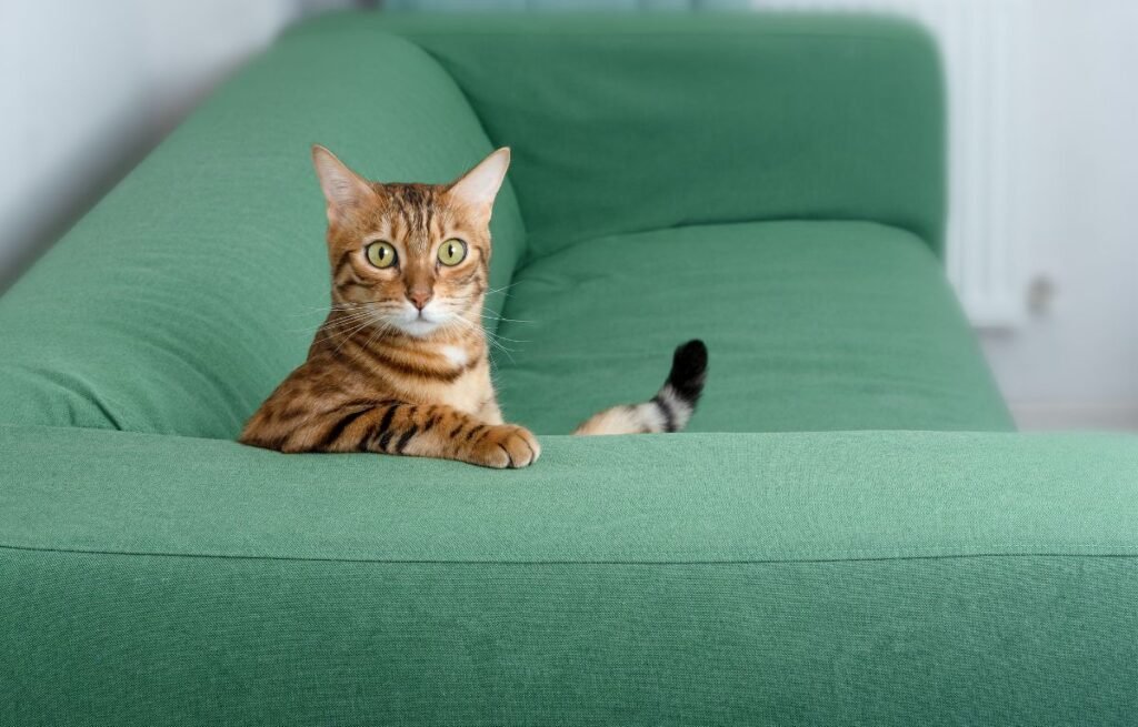 Cat sitting alert on the couch and watching its owner from a distance after they return home, showing cautious observation and emotional adjustment – Why My Cat Acts Strange After I Return Home