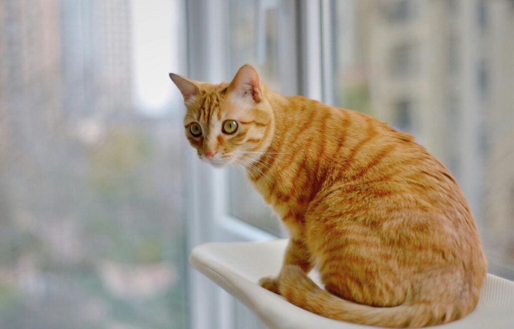 Cat sitting quietly by the window and looking away after owner returns home, showing distance and emotional processing – Why My Cat Acts Strange After I Return Home