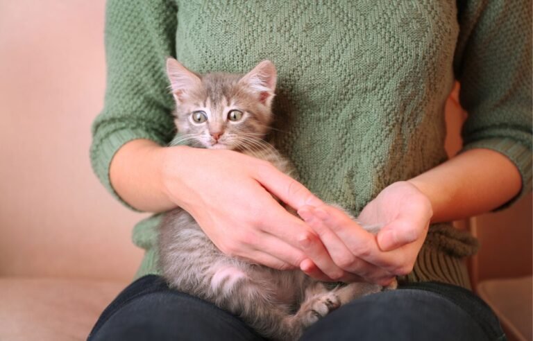 Cat sitting calmly in owner’s lap after returning home, showing cautious but affectionate behavior – Why My Cat Acts Strange After I Return Home