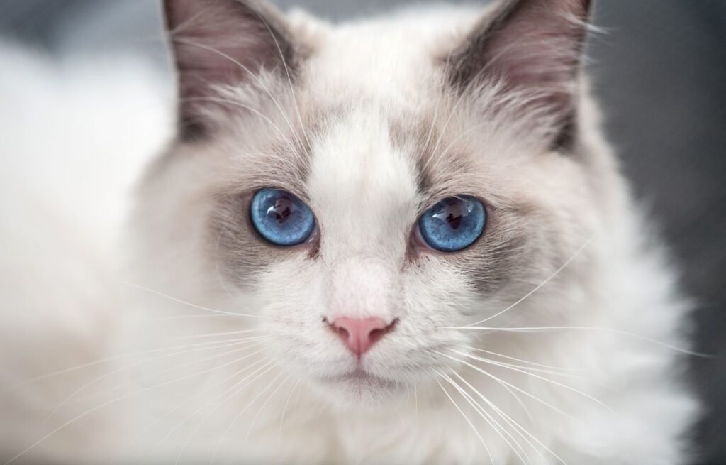 Blue-eyed cat making calm eye contact, showing how cats communicate without meowing through facial expression and gaze – 5 Ways Cats Communicate Without Meowing