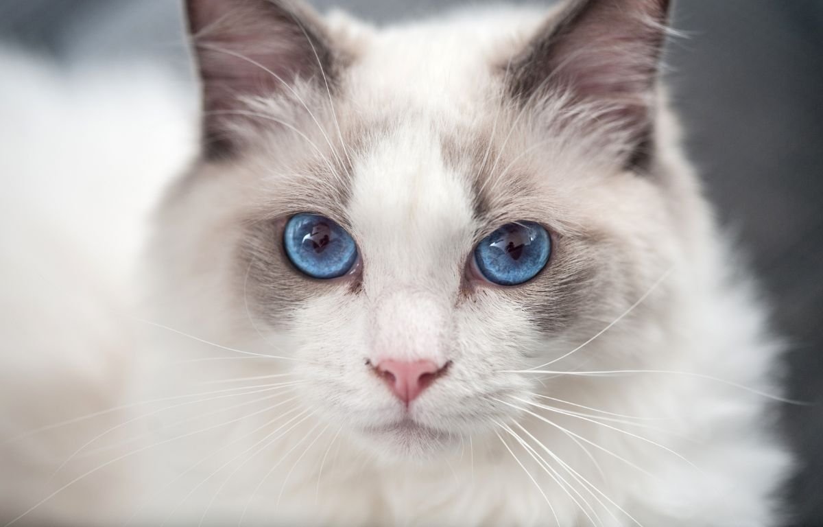 Blue-eyed cat making calm eye contact, showing how cats communicate without meowing through facial expression and gaze – 5 Ways Cats Communicate Without Meowing