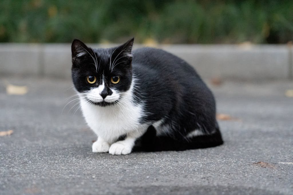 A black and white cat sitting on pavement with greenery in the background.