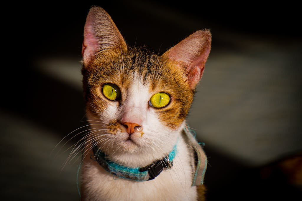 Close-up of a cat with striking green eyes and a blue collar. Cat Health Guide: Signs, Symptoms & How to Keep Your Cat Healthy