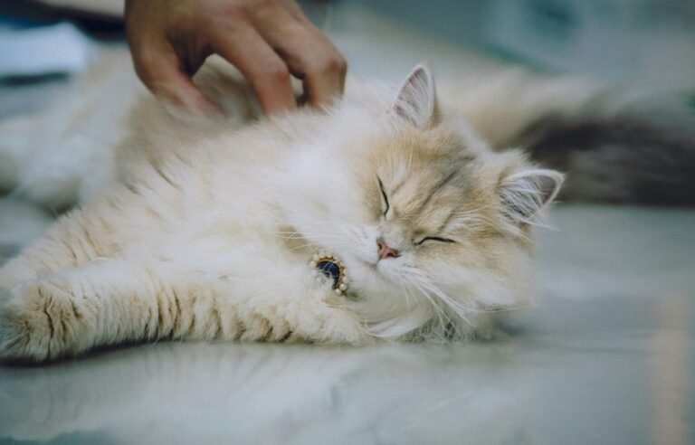 how to tell if a cat is in pain subtle signs most owners miss