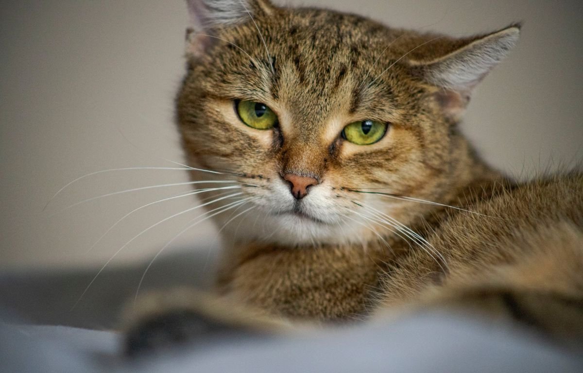 signs your cat is sick – lethargic cat lying down lifewithcatman