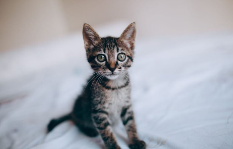 cat breathing fast while resting on a sofa