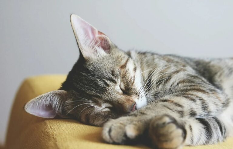 cat sleeping more than usual tabby cat resting on chair indoors