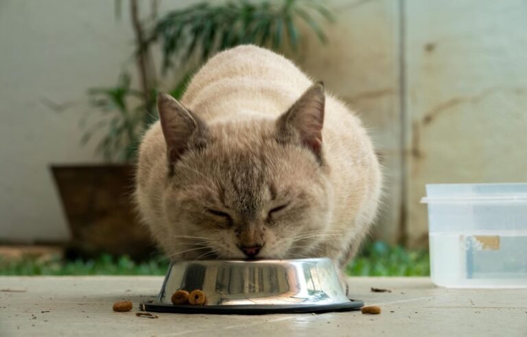 Why Is My Cat Not Eating – cat trying to eat food from bowl lifewithcatman
