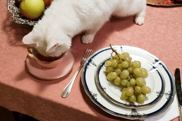 Foods that could kill your cat - A cute white cat exploring a tea cup on a dinner table with grapes on a plate. Food cats should never eat
