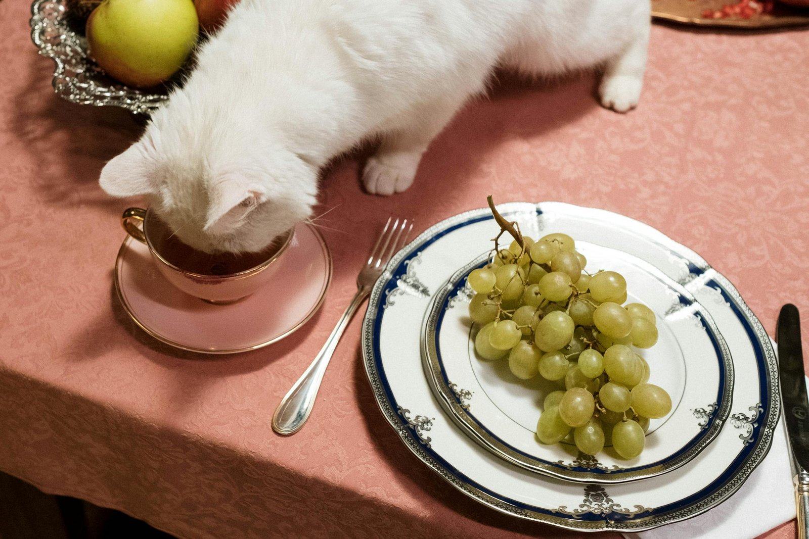 Foods that could kill your cat - A cute white cat exploring a tea cup on a dinner table with grapes on a plate. Food cats should never eat